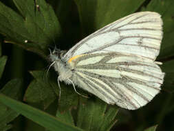 Plancia ëd Pieris napi (Linnaeus 1758)