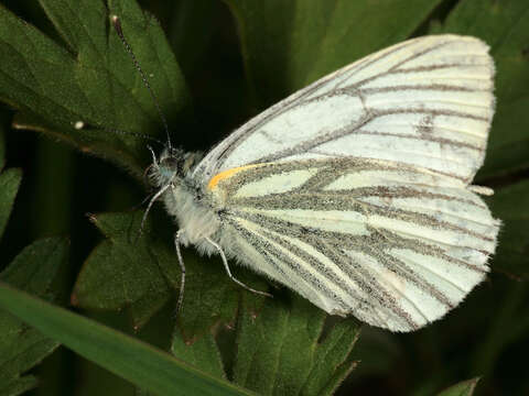 Image of green-veined white