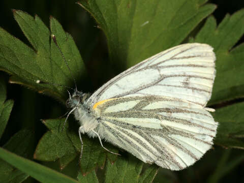 Image of green-veined white