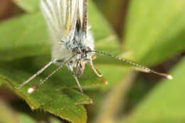 Image of green-veined white