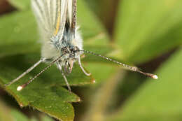 Image of green-veined white