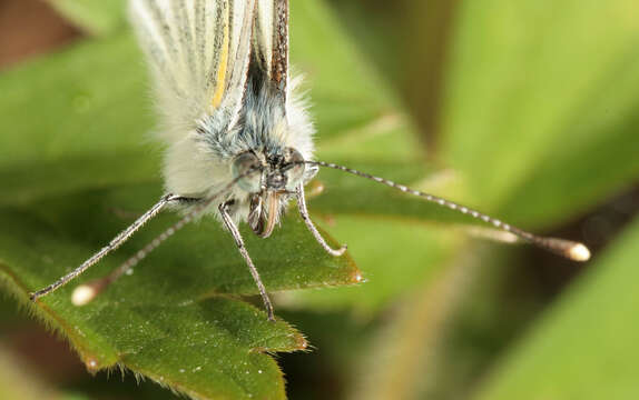 Image of green-veined white