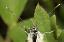 Plancia ëd Pieris napi (Linnaeus 1758)