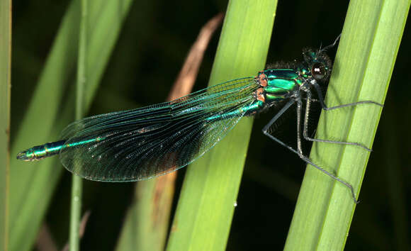 Image of Banded Agrion