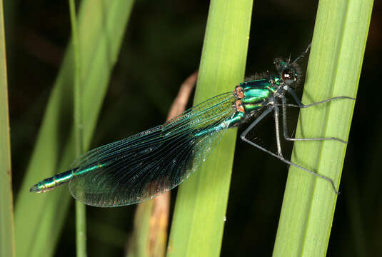 Image of Banded Agrion