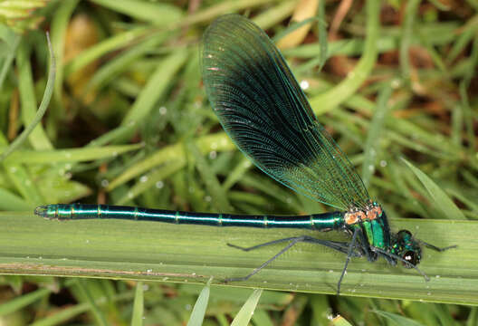 Image of Banded Agrion