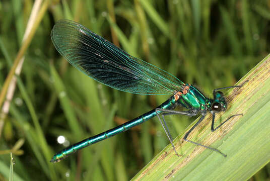 Image of Banded Agrion