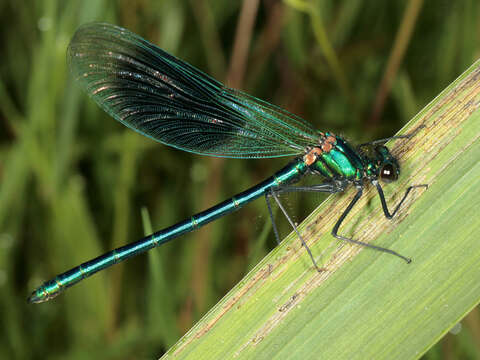 Image of Calopteryx splendens (Harris 1780)