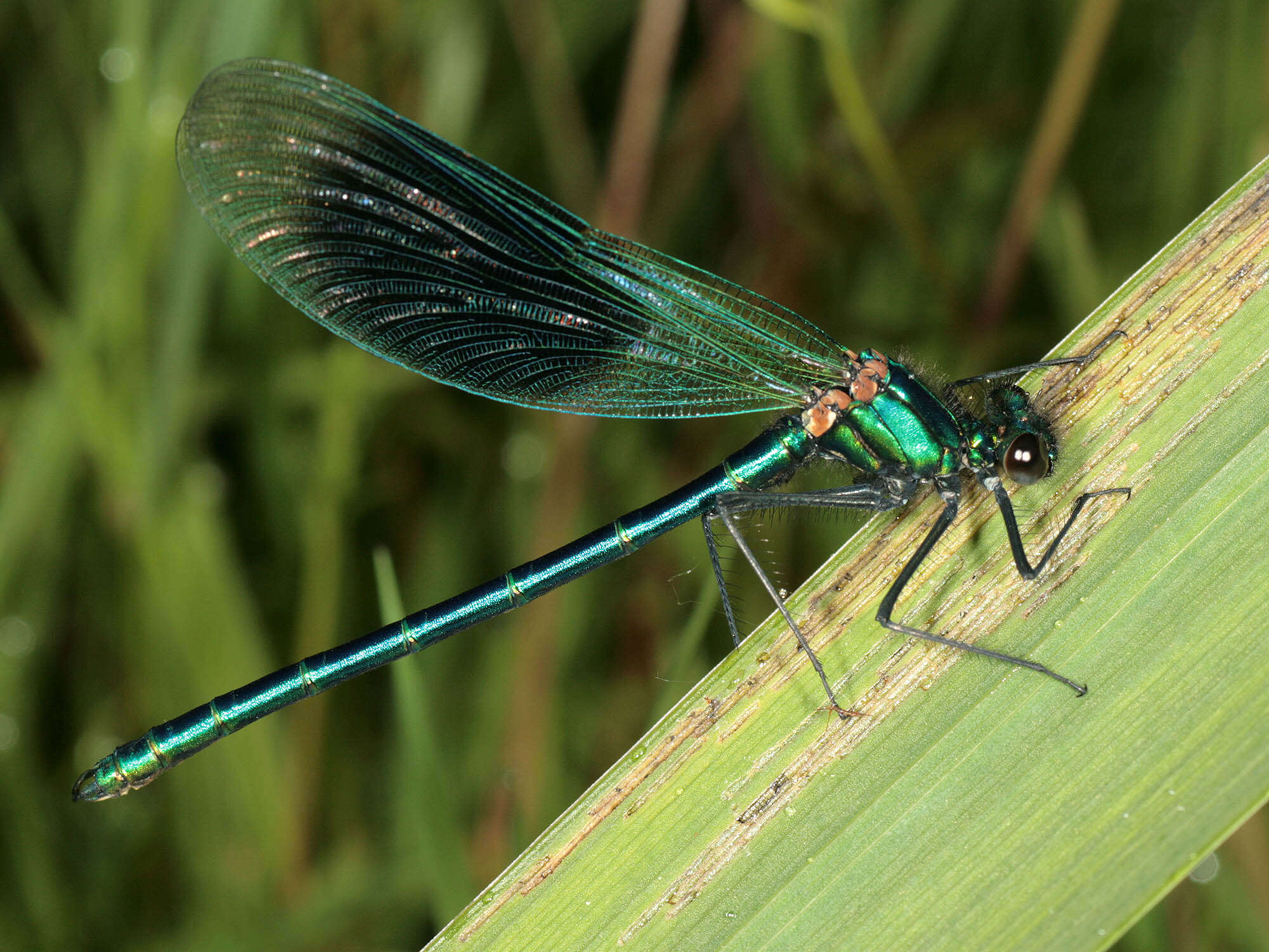 Image of Banded Agrion