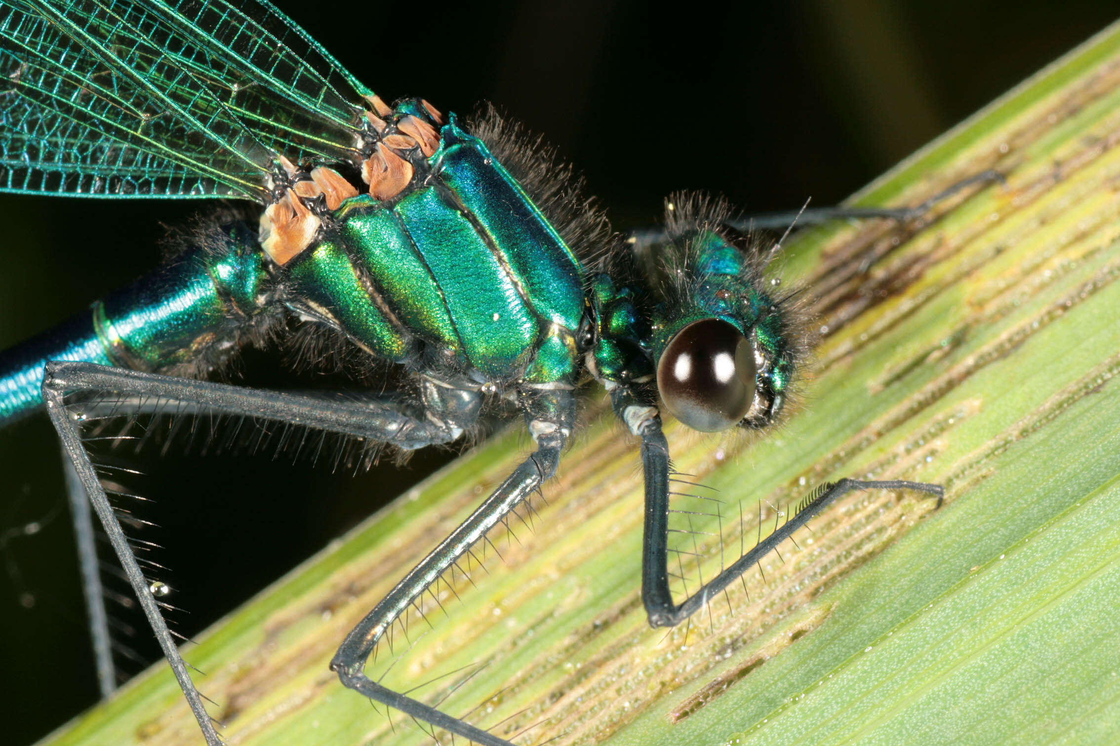 Image of Banded Agrion