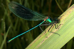 Image of Banded Agrion