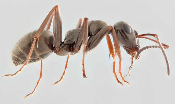 Image of Negro ant