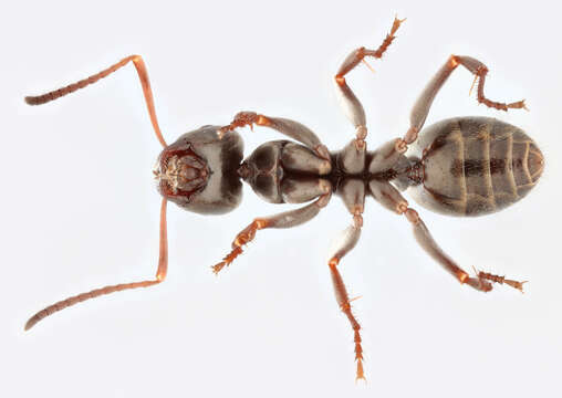 Image of Negro ant