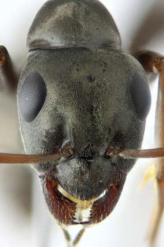 Image of Negro ant