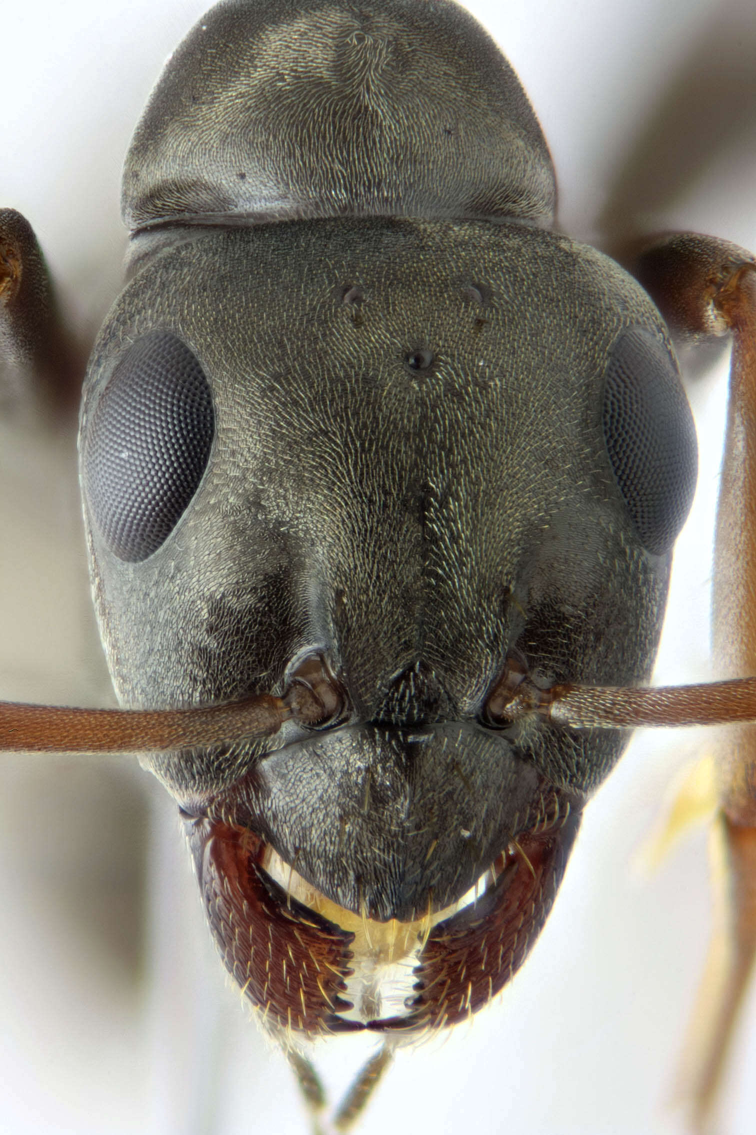 Imagem de Formica fusca Linnaeus 1758