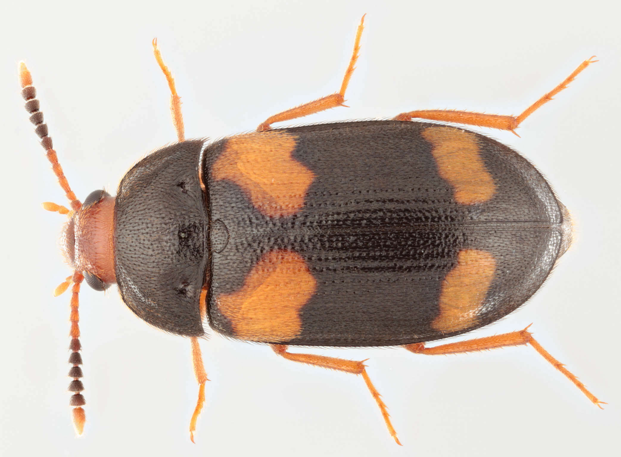 Image of hairy fungus beetle
