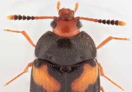 Image of hairy fungus beetle
