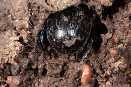 Image of Anoplotrupes