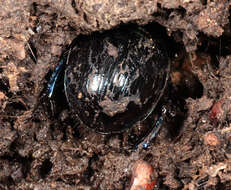 Image of Anoplotrupes