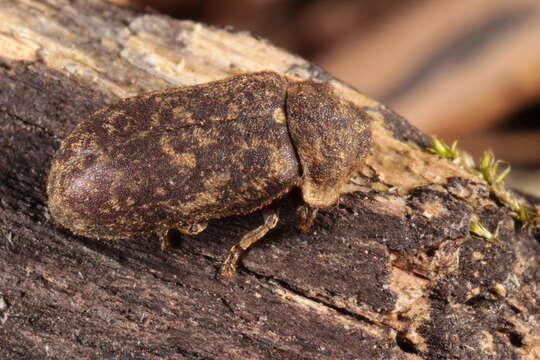 Image of Death watch beetle