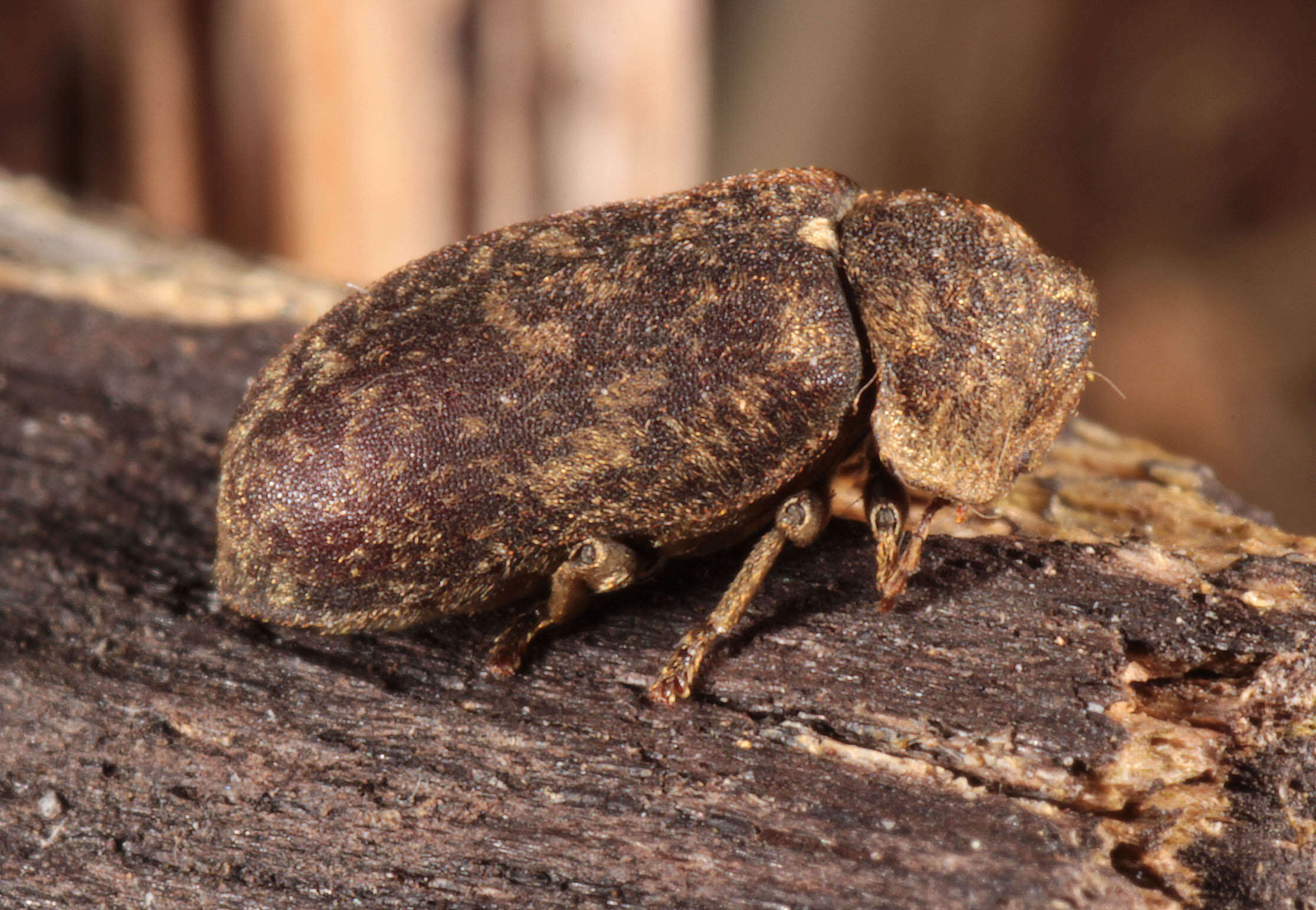 Image of Death watch beetle