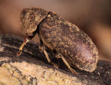 Image of Death watch beetle