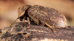 Image of Death watch beetle