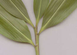 Image of arrow bamboo