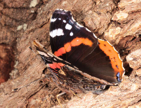 Image of Red Admiral