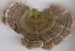 Image of Turkey Tail