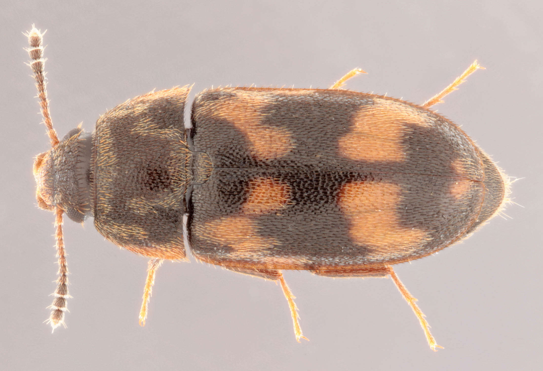 Image of hairy fungus beetle