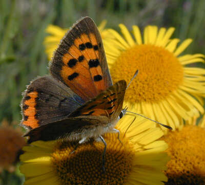 Image of Small Copper