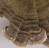 Image of Turkey Tail