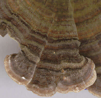 Image of Turkey Tail