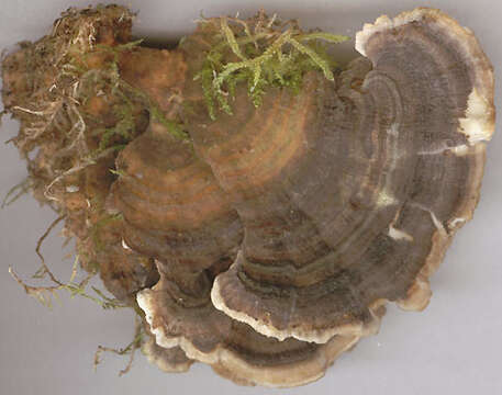 Image of Turkey Tail