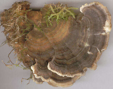 Image of Turkey Tail