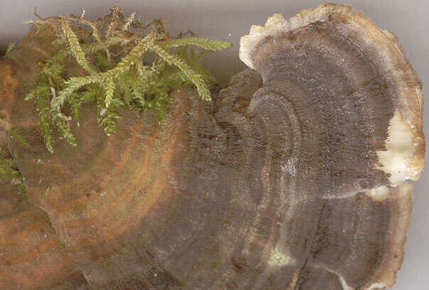 Image of Turkey Tail