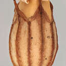 Image of Silene flos-cuculi (L.) Greuter & Burdet