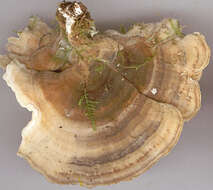 Image of Turkey Tail