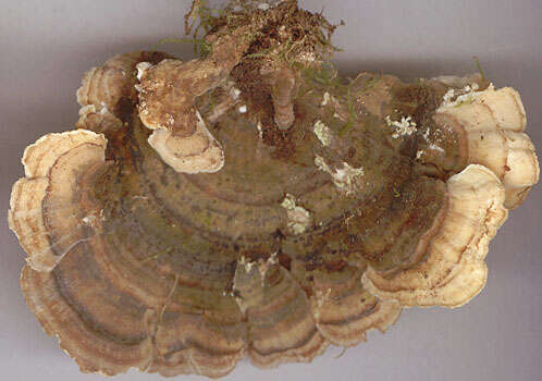 Image of Turkey Tail