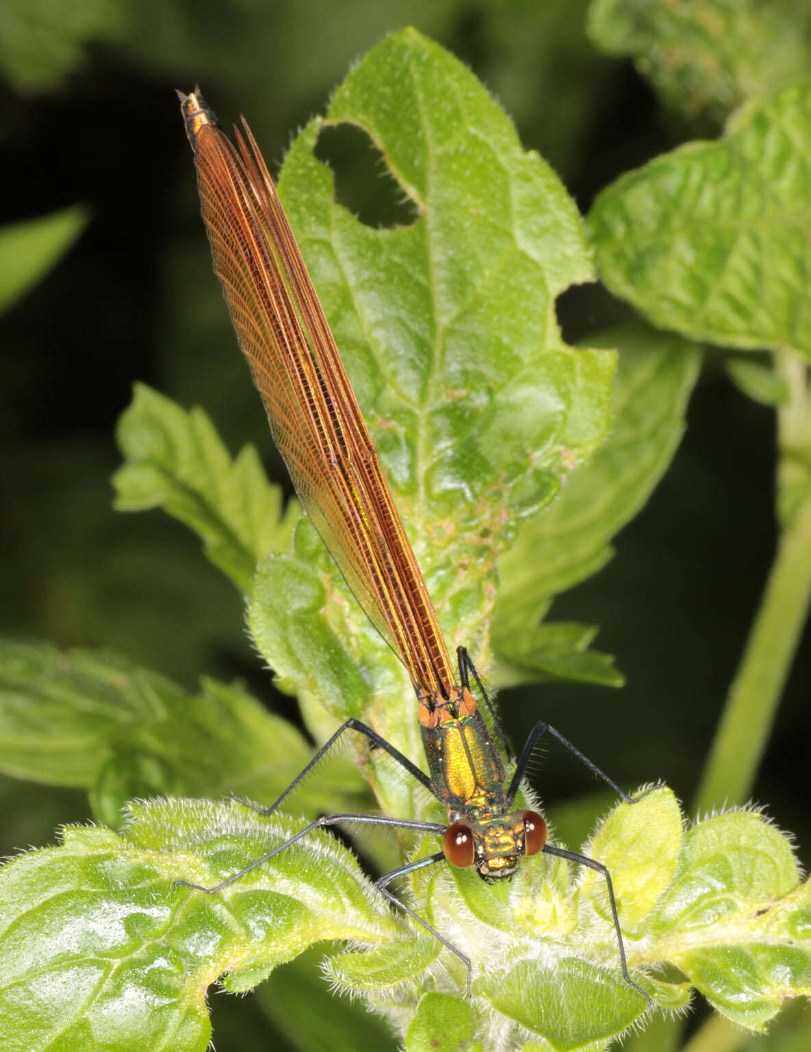 Image of Beautiful Demoiselle