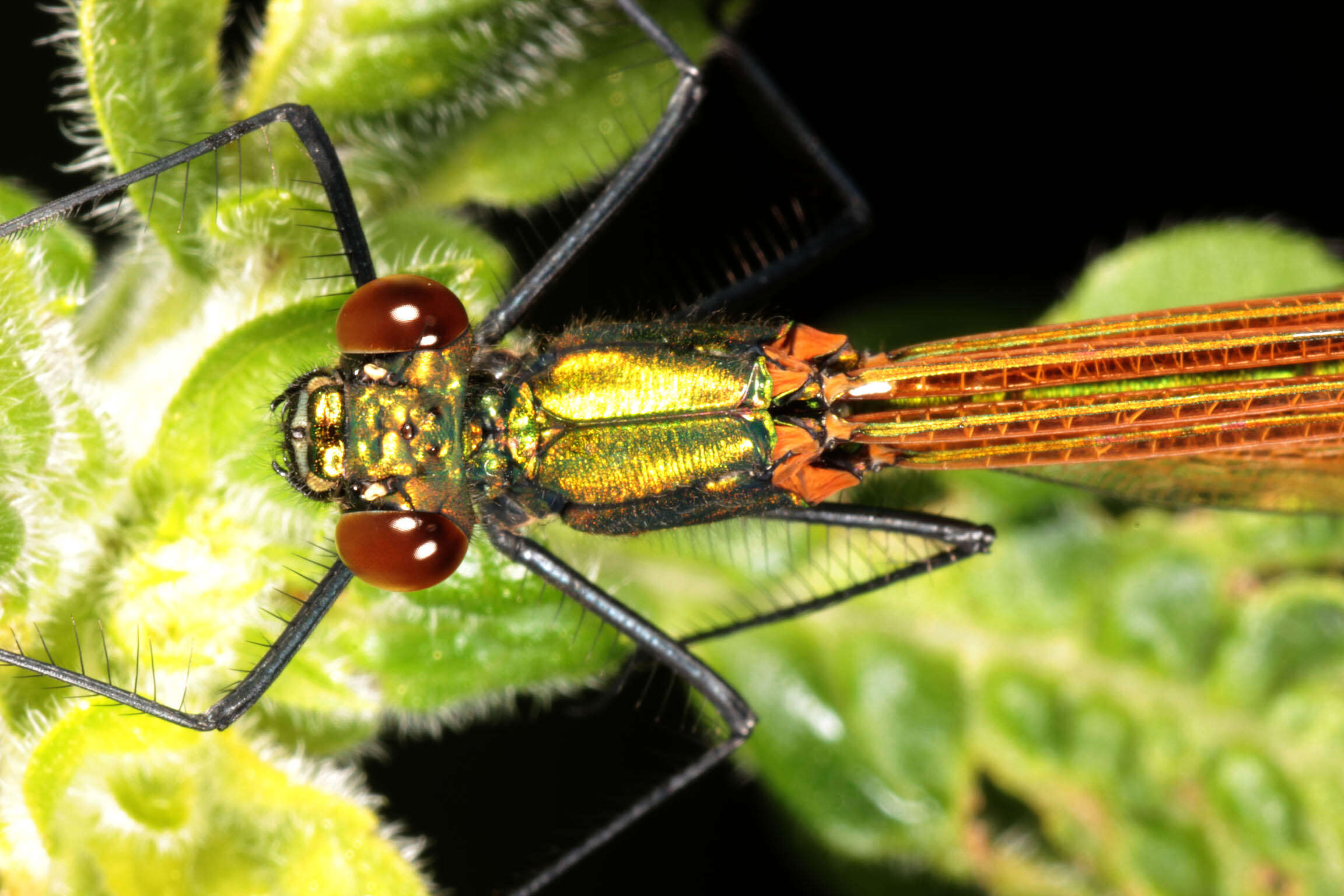 Image of Beautiful Demoiselle