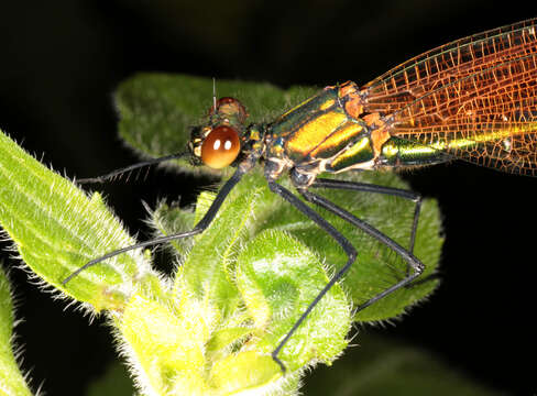 Image of Beautiful Demoiselle