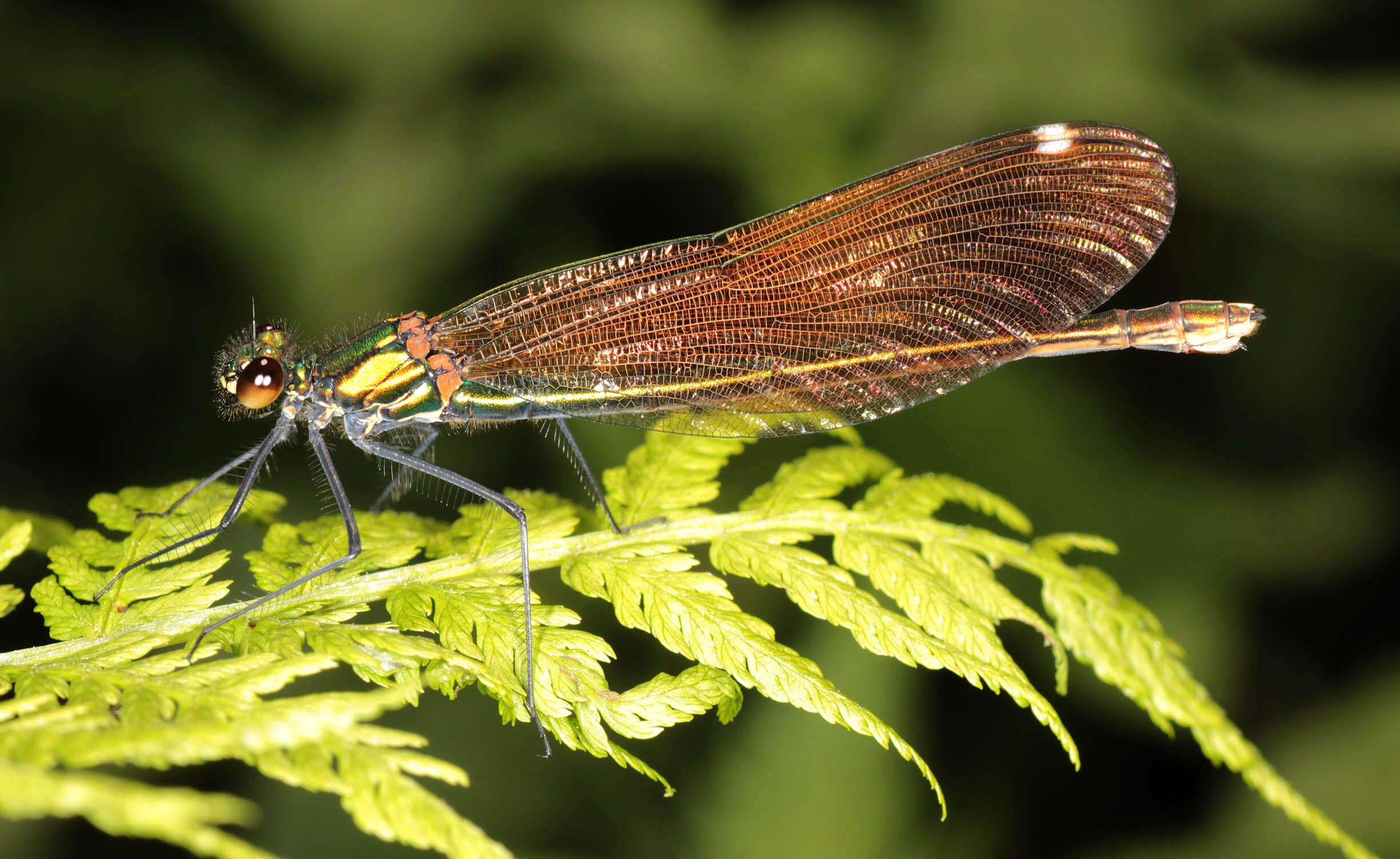 Image of Beautiful Demoiselle