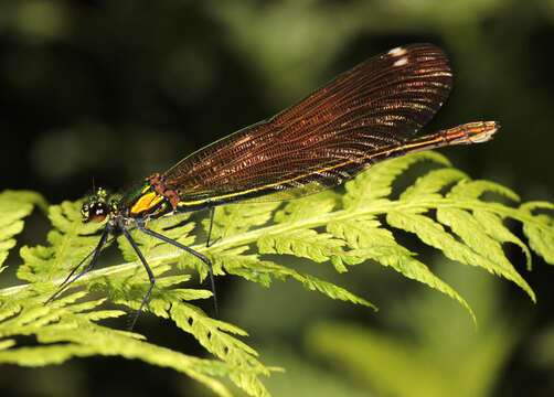 Image of Beautiful Demoiselle