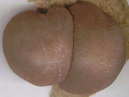 Image of King Alfred's Cakes