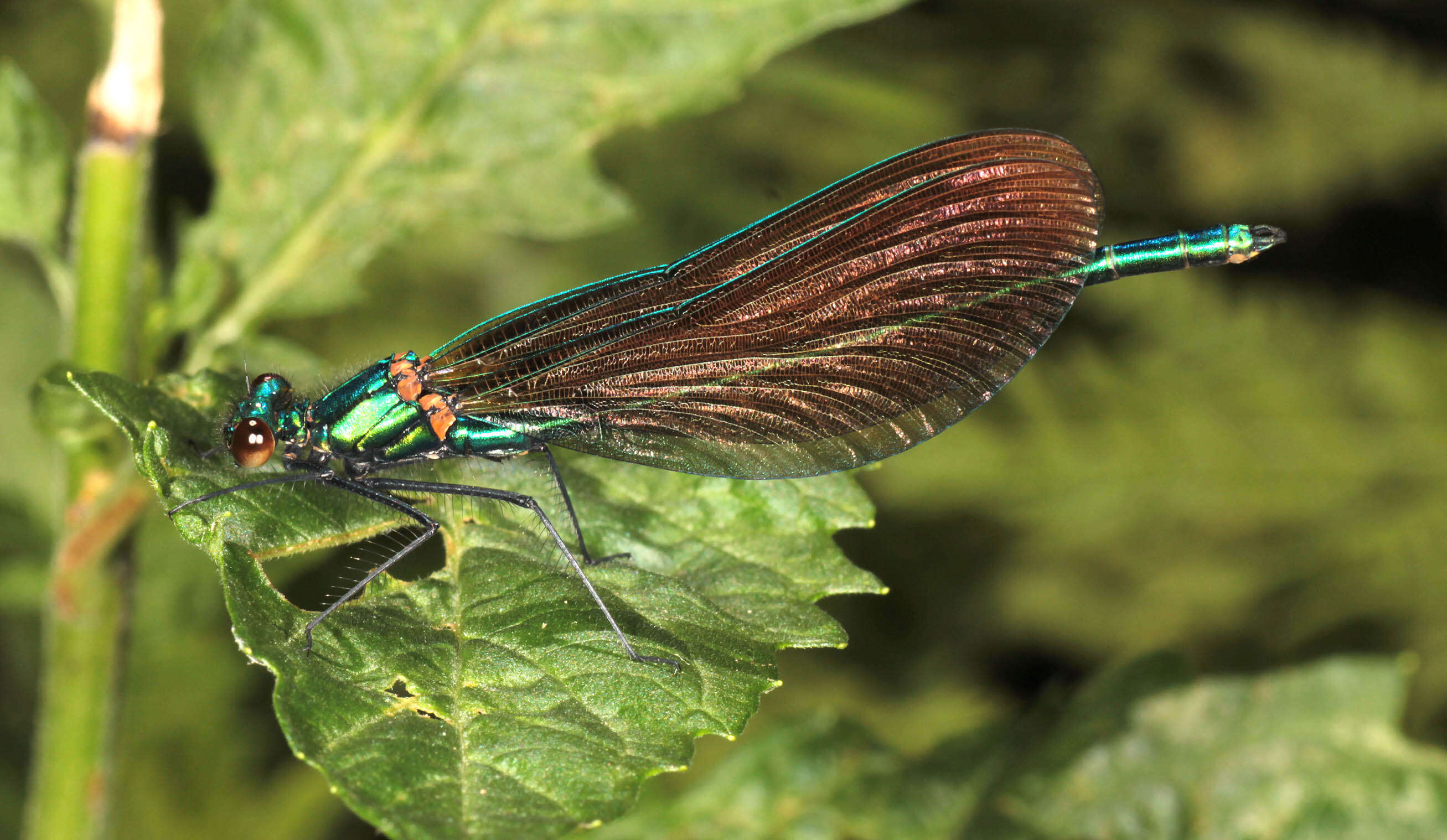 Image of Beautiful Demoiselle