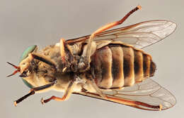 Image of dark giant horsefly