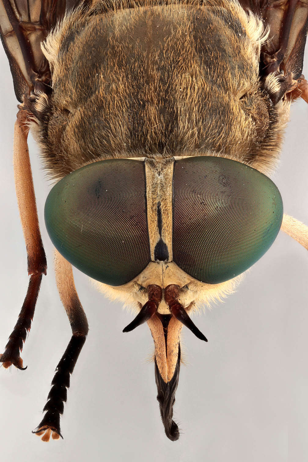 Image of dark giant horsefly