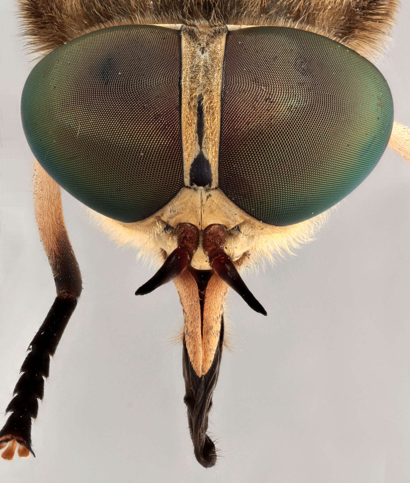 Image of dark giant horsefly